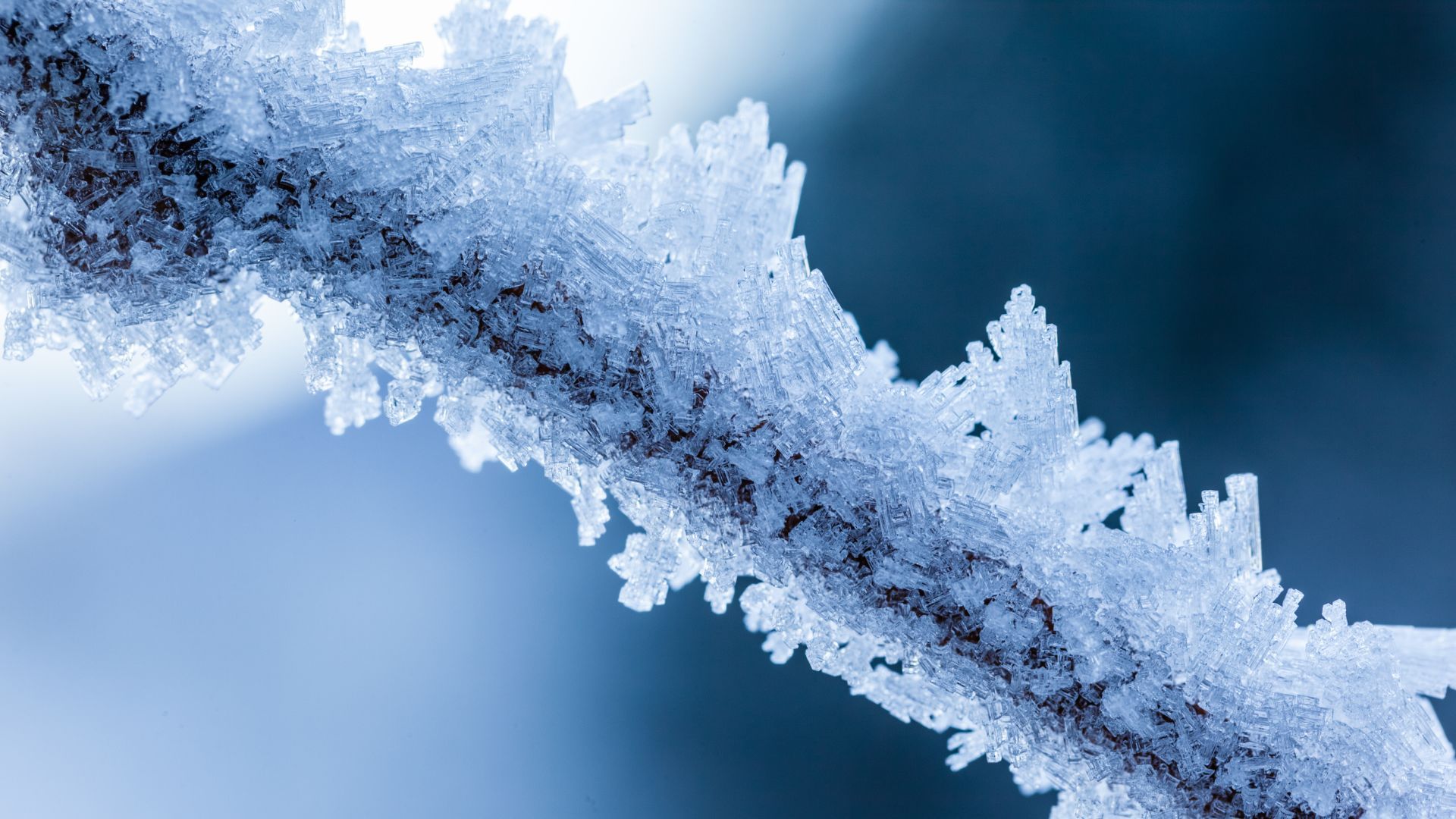 Frost on a branch in winter