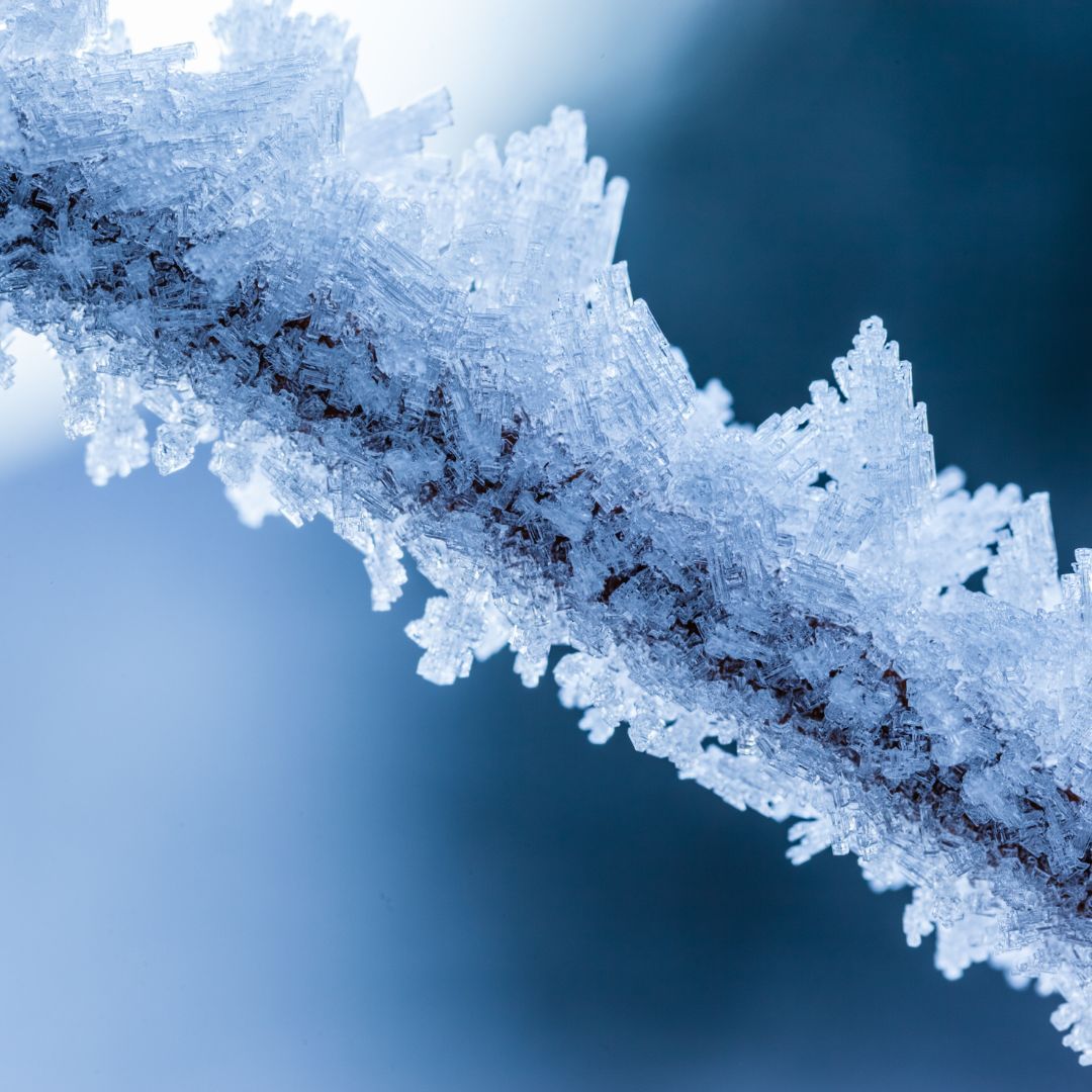 Frost on a branch in winter